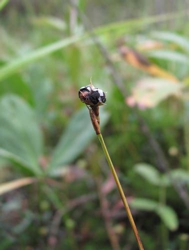 Anthracoidea Aspera INaturalist