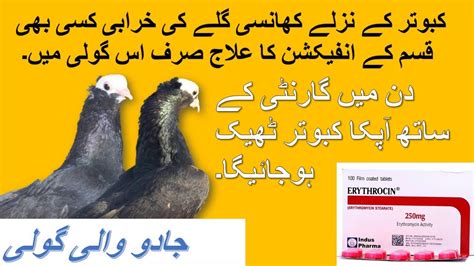 Kabootar K Nazlay Ka Ilaaj Treatment Of Pigeon Flu Kabootar Kay