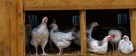 Les Contr Les Aop Poulet Du Bourbonnais