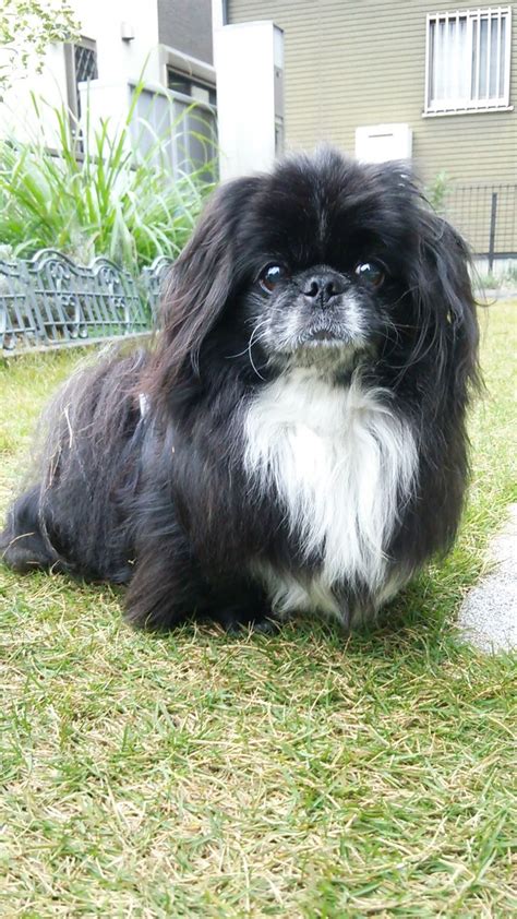 Pin by dolf on PEKINGESE MIX | Pekingese mix, Dog breeds, Pekingese