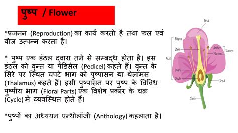 Flower Morphology Of Plant Flower Structure And Functions Ppt