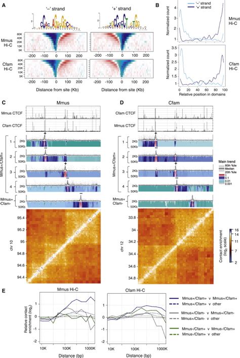 Conserved Ctcf Sites Engage In Strong Directional Interactions With