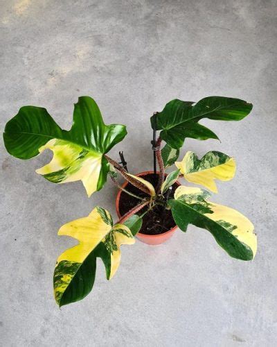 22 Stunning Variegated Philodendron Varieties Most Colorful Philodendrons Indoor Garden Web