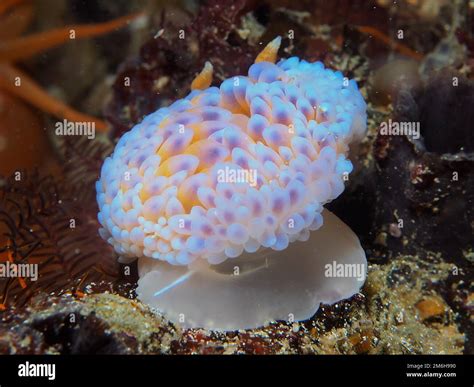 Gas Flame Nudibranch Bonisa Nakaza Nudibranch Marine Gastropod