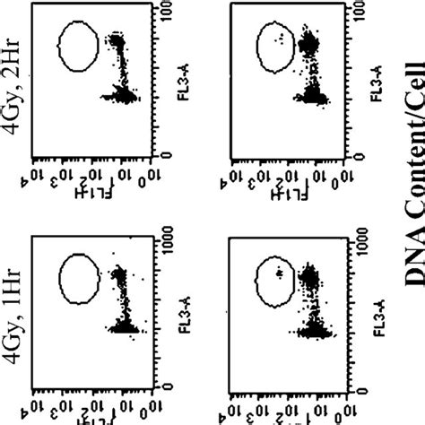 assessment   checkpoint activity  ability  cells  arrest