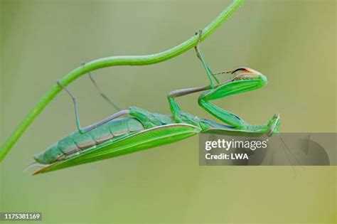 Praying Mantis Camouflage Photos and Premium High Res Pictures - Getty ...