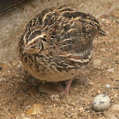 Common Quail