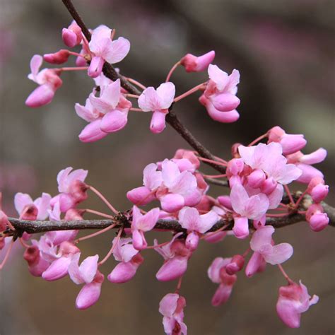 Eastern Redbud Cercis Canadensis