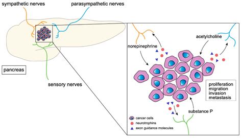 Neural Signaling In The Pancreatic Cancer Microenvironment