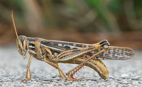 Singing Insects Identification Guide With Audio Owlcation