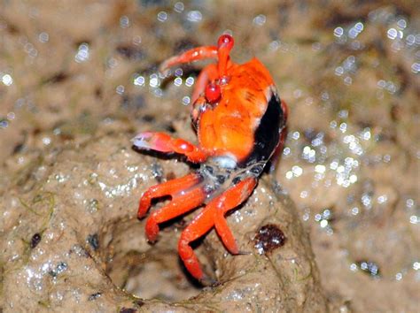 Adventures With The Naked Hermit Crabs Chek Jawa Boardwalk During High