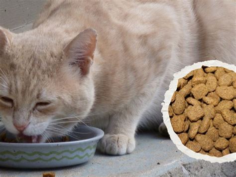 Estas Croquetas Para Gatos Son Las Mejores De México 43 OFF