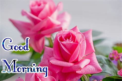 Good Morning Images With Pink Rose