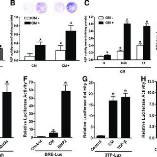 Effects Of UBC MSC CM On Osteoclastogenesis And MLO Y4 Cells In Vitro