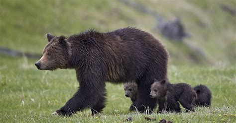 Wyoming Greenlights Grizzly Bear Trophy Hunt in 2024 | Ursus, Grizzly ...