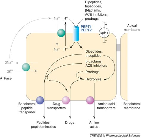 Mammalian Peptide Transporters As Targets For Drug Delivery Trends In