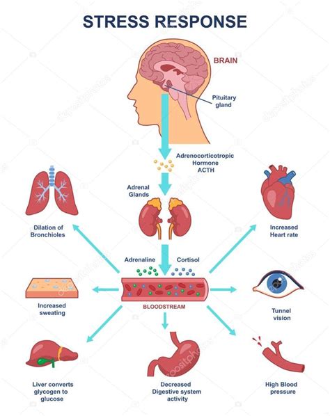 Stres Tepkisi Anatomik Emas V Cudun S Re Lerinin Sinirsel Humoral