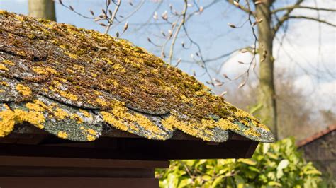 Lichen What It Is And How To Remove It From Your Roof