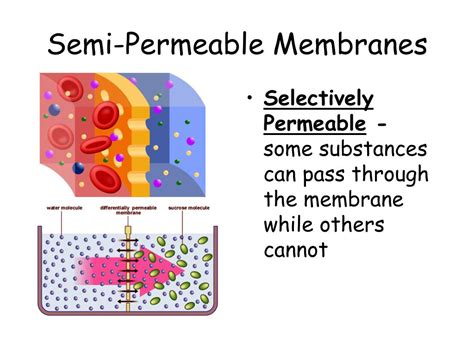 Ppt The Movement Of Molecules Diffusion Osmosis Active Transport