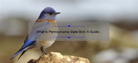 What Is Pennsylvania State Bird A Guide To The Official Avian Symbol