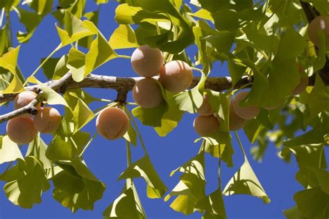 20 Surprising Ginkgo Tree Facts to Tantalize Your Brain - Garden and Happy