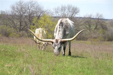 Why Texas Longhorns: discover the 2 top reasons.