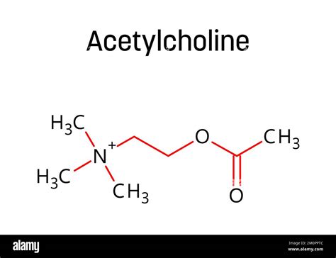 Structure Mol Culaire De L Ac Tylcholine L Ac Tylcholine Est Un