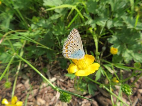 26 05 2018 Balades Aux Jardins