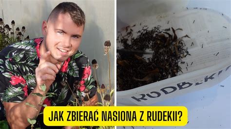 Jak rozmnażać Rudbekie z nasion zbieranie nasion Rudbekii kiedy i