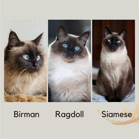 Birman Cat Breed Guide Characteristics And Care Petdt