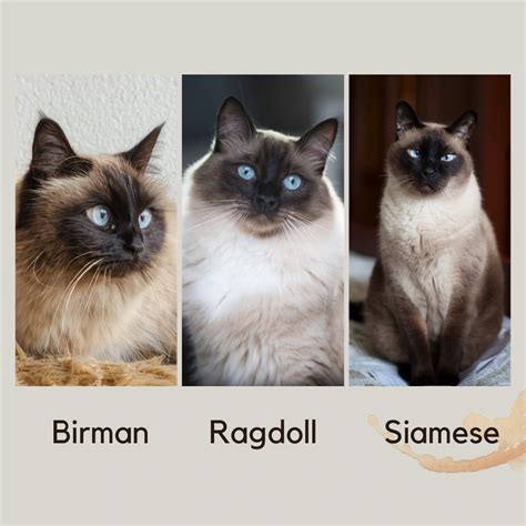 Birman Cat Breed Guide Characteristics Care Petdt