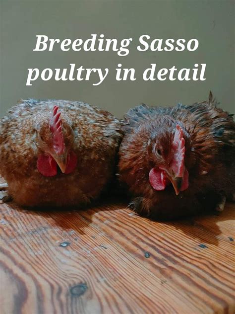 Breeding Sasso Poultry In Detail Chicken Breeds Poultry Types Of Poultry