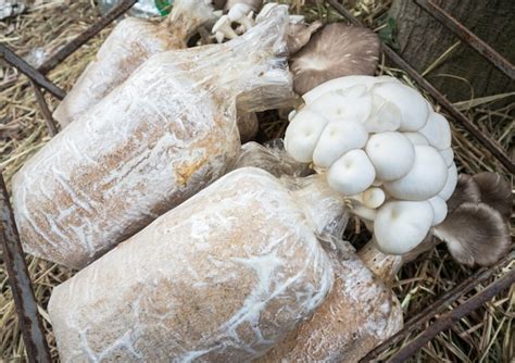 Premium Photo | Mushroom cultivation