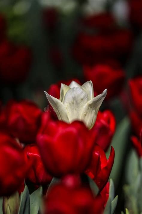 White Tulips In Red Tulips Gulhane Park In Istanbul City Stock Photo