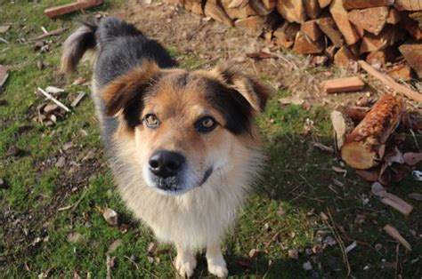 Facts To Know About The Unusual German Shepherd Coyote Mix