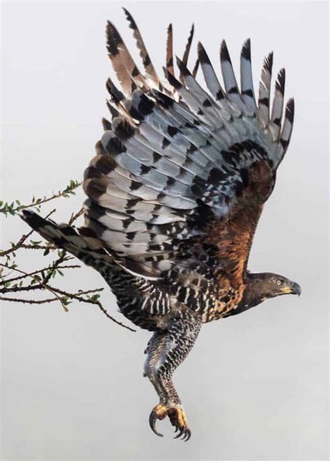 21 Crowned Eagle Facts Guide To Africas Strongest Eagle Storyteller