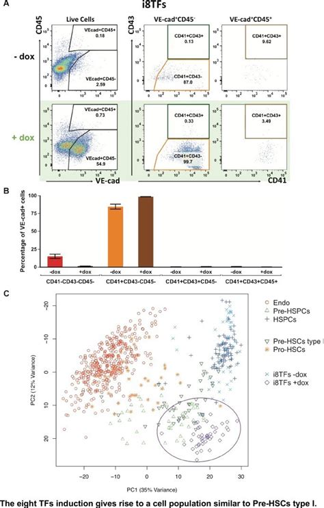 Cd Ve Cadherin Antibody