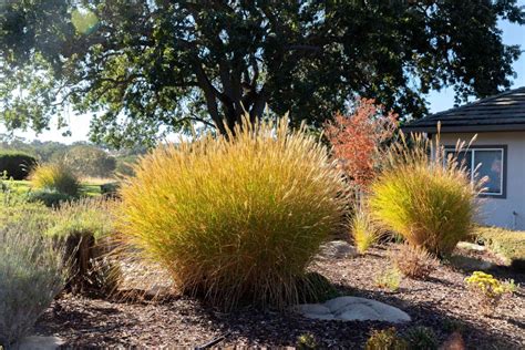 Ornamental Grasses for Your Garden - Bluestem Gardening