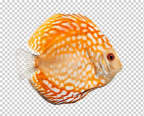 Pescado Naranja Y Pescado Blanco Png Klipartz