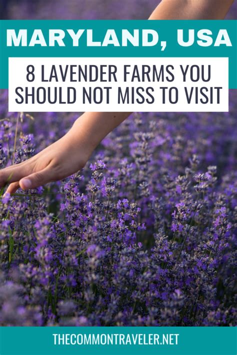 8 Lavender Fields To Visit In Maryland In 2025 The Common Traveler