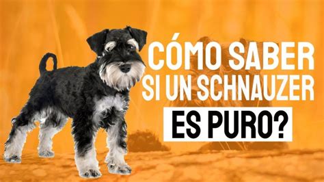 Cómo identificar un schnauzer miniatura auténtico Arjal