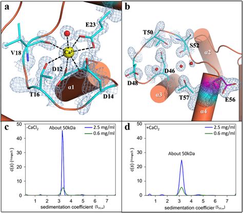 Structure Of Cb And Cb And Analytical Ultracentrifugation Analysis