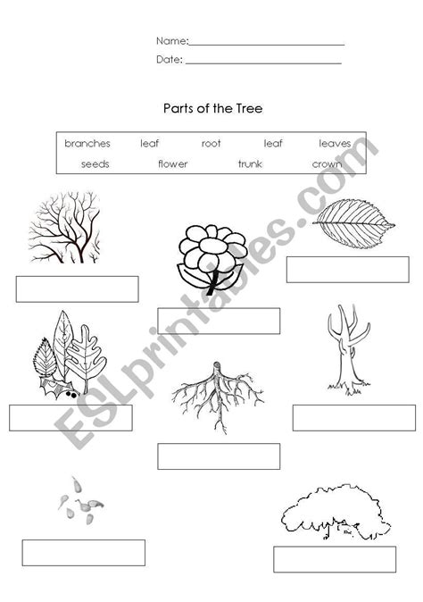 Label The Parts Of A Tree Worksheet