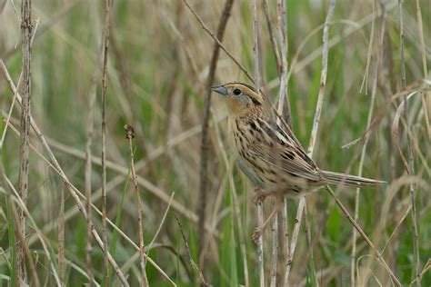 Le Conte S Sparrow Zeledonia Flickr