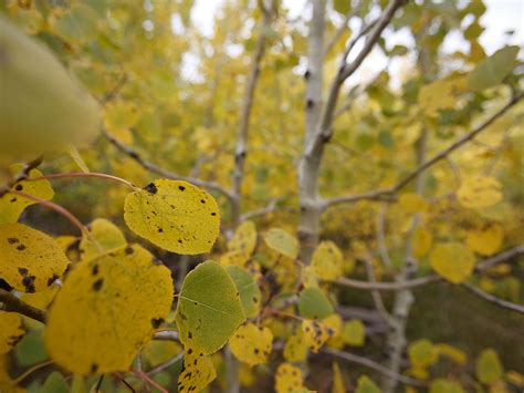 Photos: Fall foliage in Southern Arizona