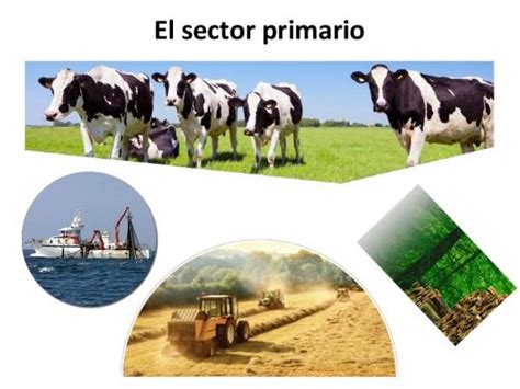 Qué es el sector primario y cuáles son sus actividades Primarias