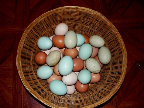 My Barred Rock Is Laying White Eggs Page Backyard Chickens