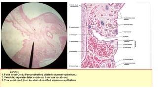 Histology of pharynx & larynx | PPT