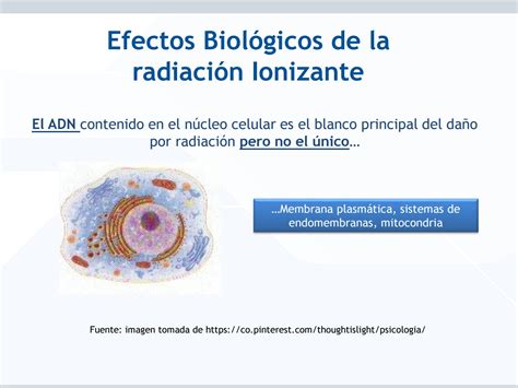 Curso Virtual Efectos Biol Gicos De La Radiaci N Ionizante By