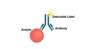 A Brief Overview of Immunoassay [Principles of Immunoassay, Types & Applications] - Daily Medicos